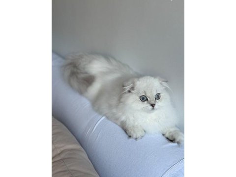 Scottish fold (ücretli sahiplendirme)