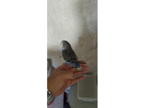 Yavru sultan papağanı