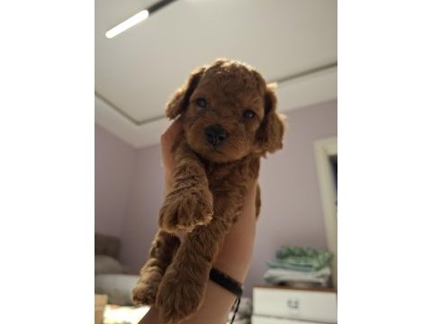 Anne yanından orjinal poodle yavru