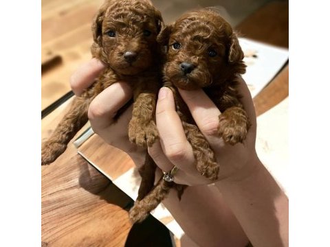Efsane poodle yavrularımız hazır