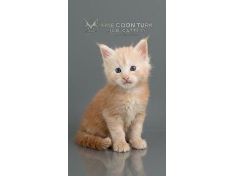Maine coon türk - mco cattery