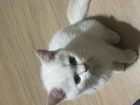 Çok tatlı british shorthair beyaz mavi gözlü