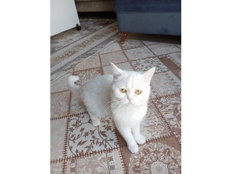 1 yaşında saf dişi iran kedisi
