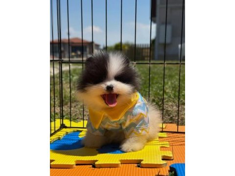 Pomeranian boo color renk bakımlı 90 günlük