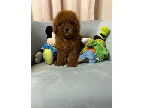 Toy poodle bebekler
