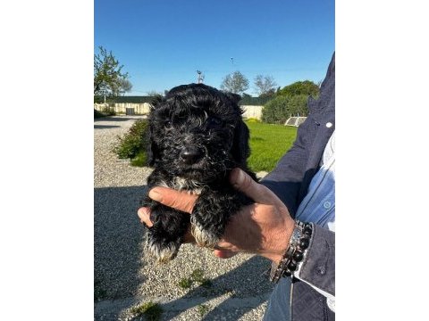 Toy poodle yavrular