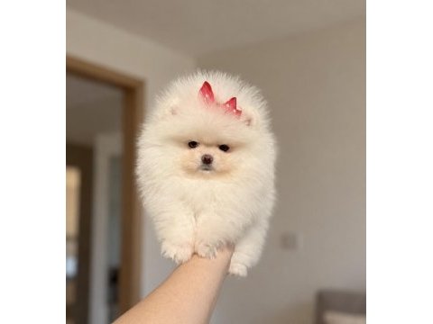 Pomeranian boo prenses tea cup dişi