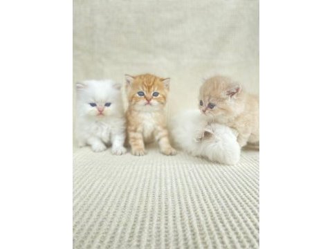 British shorthair ve longhair yavrular