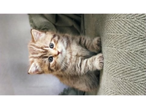 British tabby dünyalar tatlısı