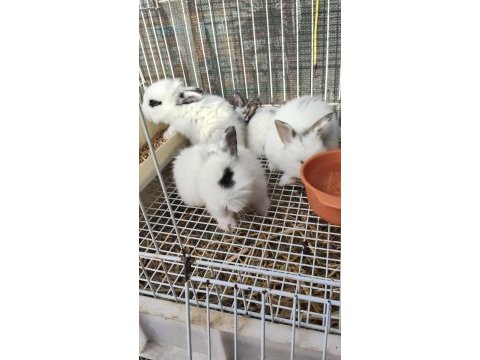 Yavru tavşan sütten yeni kesildi