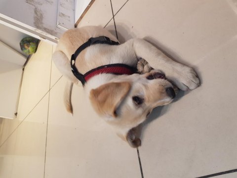 4 aylık golden retriever yavrusu