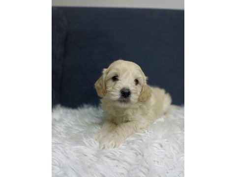 Maltipoo bebekler