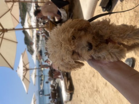 Dünya tatlısı apricot toy poodle