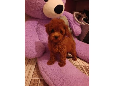 Toy poodle dişi