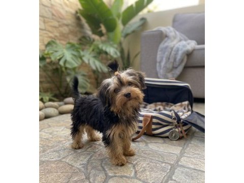 Oyuncu sevecen dişi erkek yavru köpekler