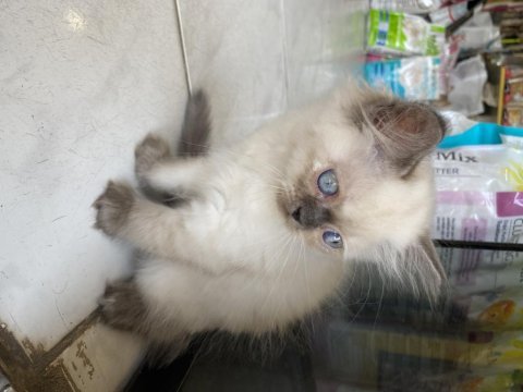 British longhair dişi 2 aylık