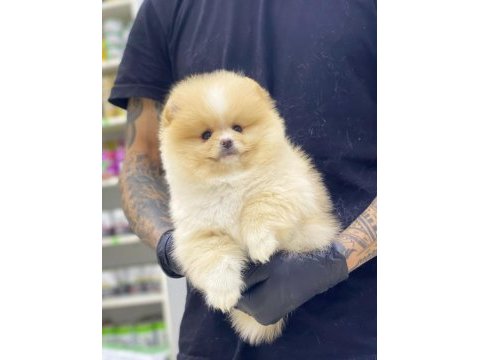 Yeni evlerine gitmeye hazır pomeranian yavruları