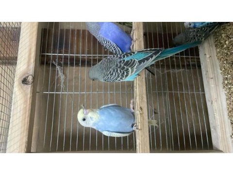Yavru ele alıştırmalık muhabbet kuşlar