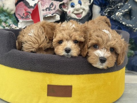 Kore maltipoo yavrularımızı görüp ala bilirsiniz