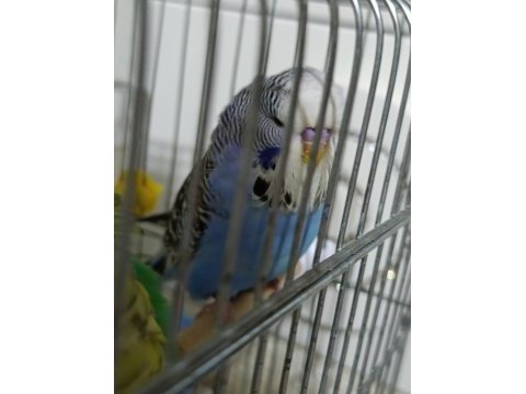 Jumbo muhabbet kuşu yavruları