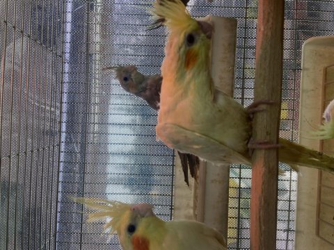 Bebek el büyütme sultan papağanı yavruları