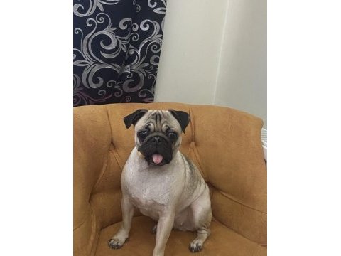 Eğitimli ve uysal pug köpeği