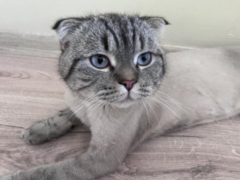 Kedimiz scottish fold 11 aylık