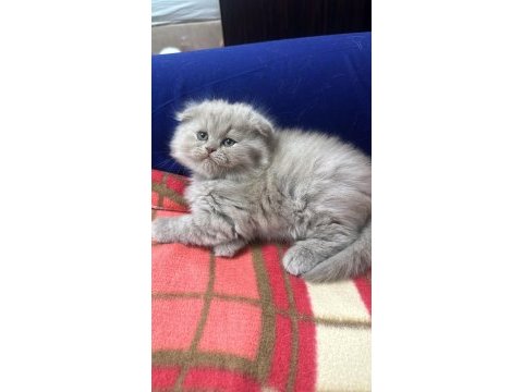 2 aylık scottish ve lılac kedimiz