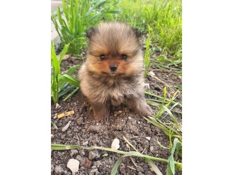 Mini pomeranian boo bebekler