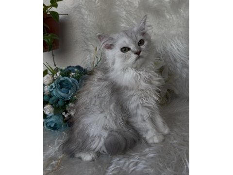 British longhair yeşil göz erkek