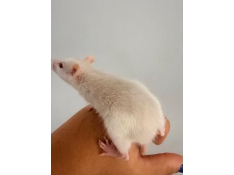 Full evcil bebek ratlar 1.5k