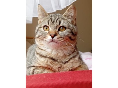 British shorthair kırması 8 aylık