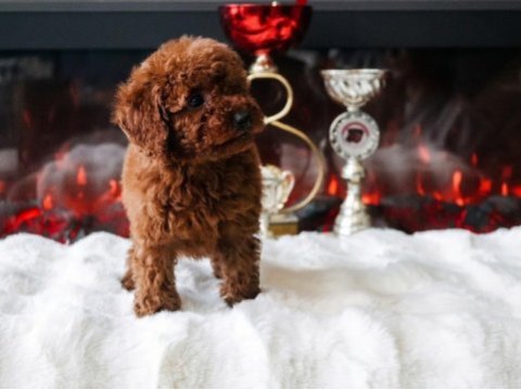 Toy poodle yavru erkek ve dişi yavrular aşı yapılmış