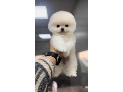 0 numara pomeranian boo teacup