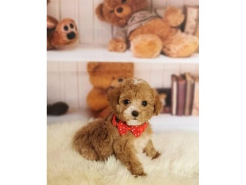 Muhteşem anatomili maltipoo bebeklerimiz!