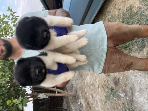 Amerikan akita yavruları