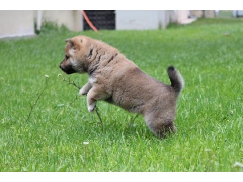 Shiba inu ırk