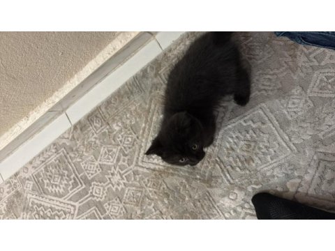 Eğitimli 2.5 aylık kedimiz