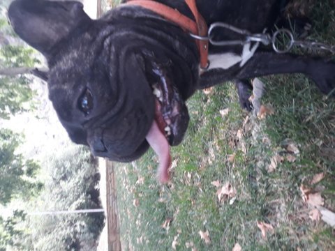 Köpeğim pablo için dişi arıyorum