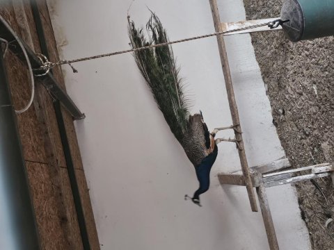Yasal izin belgeli faturalı tavus kuşları
