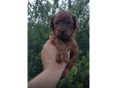 Red brown kore safkan toy poodle yavrularımız