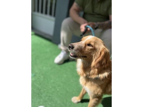 Dünya tatlısı bir melez köpeği sahiplenme