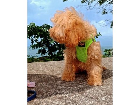 Toy poodle