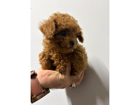 Kore poodle yavrular