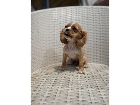 Cocker yavru köpeğimiz sakarya