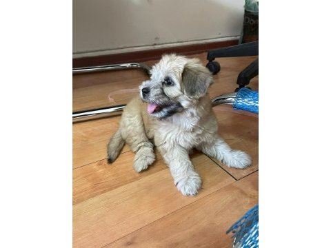 Maltese terrier yavru 55 günlük