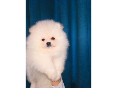 Mükemmel kalite ultra mini pomeranian boy 2kg geçmeyecek