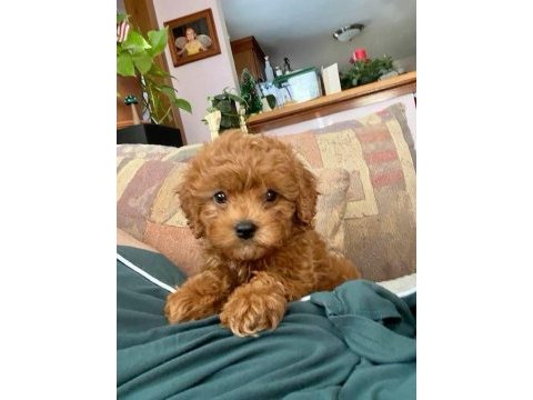 Resmi işletmeden toy poodle cinsi yavru köpekler