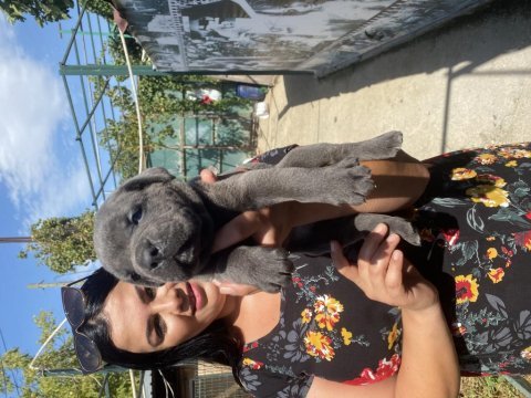 Dev mavi gözlü cane corso yavrularımız