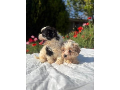 Erkek morkie yavrularımız renk seçeneği mevcut
